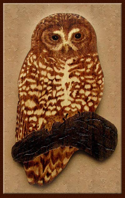 strix occidentalis tanja sova pyrography